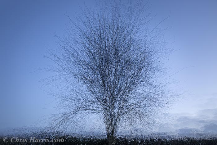 Ireland, tree abstract,