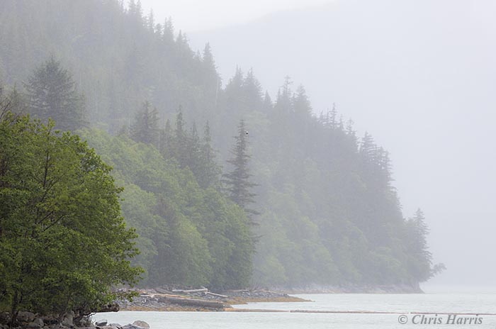 Canada, British Columbia, Bella Coola, Tallheo Cannery, abandonned salmon cannery, central coast, fog,
