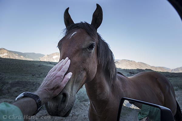 Canada, British Columbia, Fraser River Canyon, grasslands, wild horse on the road,