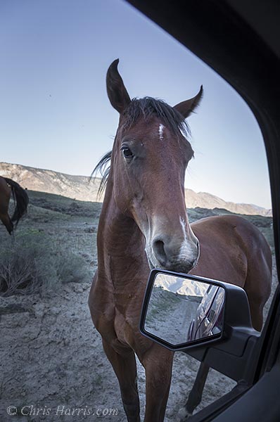 Canada, British Columbia, Fraser River Canyon, grasslands, wild horse on the road,