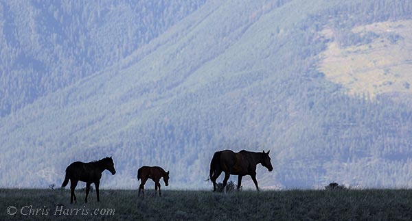 Canada, British Columbia, Fraser River Canyon, grasslands,