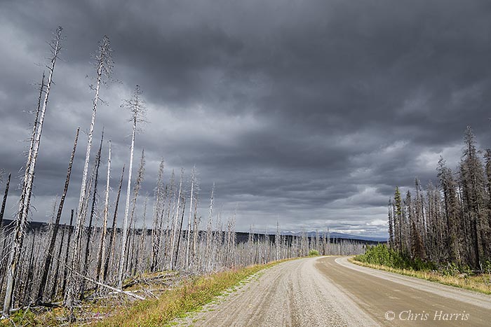 Canada, British Columbia, Highway 24, Freedom Highway, Tweedsmuir Park, burnt forest,