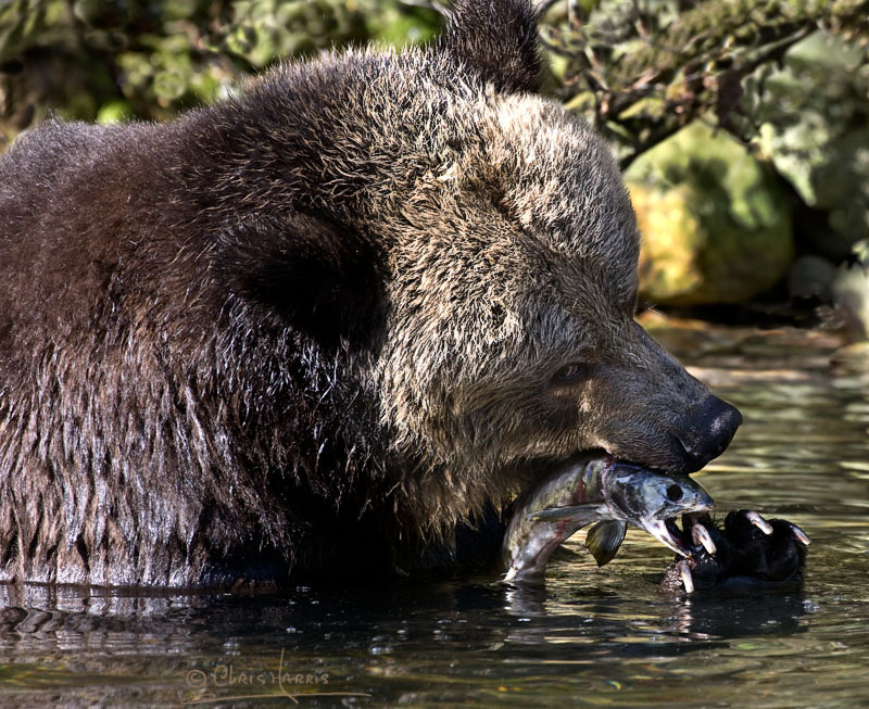 Grizzly Bear and Salmon