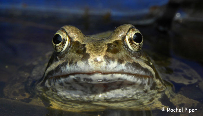 Rachel Piper: Frog