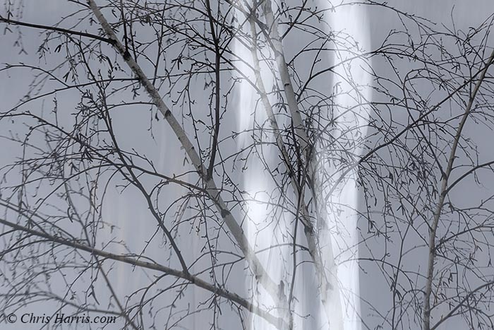 birch tree abstract