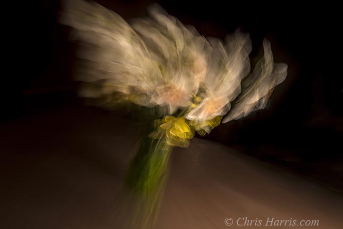 Canada, British Columbia, daffodils, abstract,